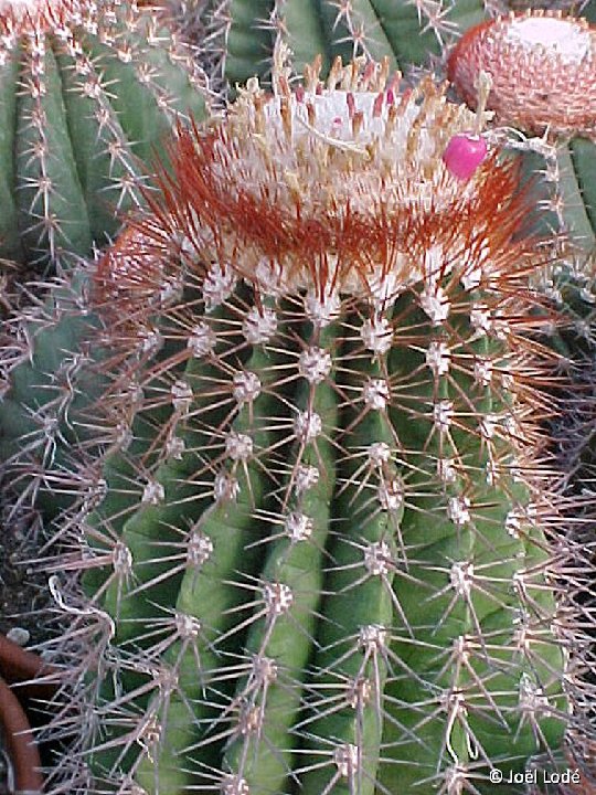 Melocactus broadwayi ©JLcoll.3147